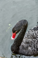 Fototapeta premium One black swan with red beak swimming in lake in park during summer