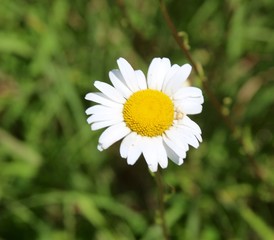 The single white daisy  wildflower on a close up view.