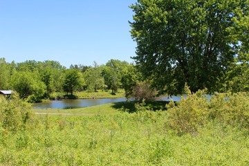 The tall grass landscape and the lake in the park. 