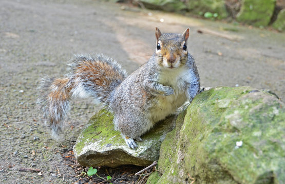 squirrel