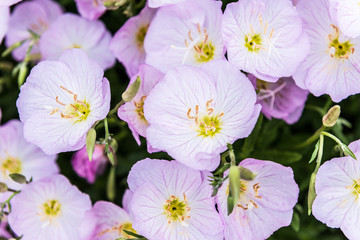 Macro closeup of pink evening primrose flowers in garden