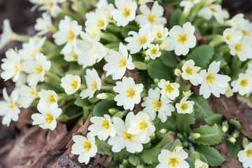 Spring blooms