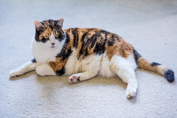 Closeup of old angry calico cat on carpet