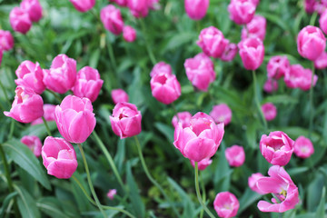 Pink tulips background