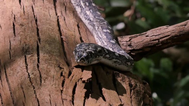 Python snake in natural environment hunting in forest - Diamond Python