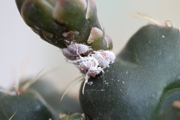 Mealybugs (Pseudococcidae) on cactus close up. © Mykhailo
