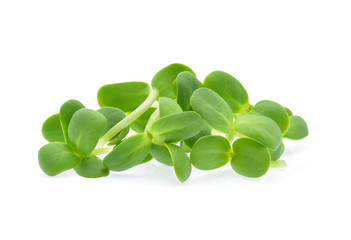 Sunflower sprouts isolated on white background