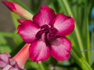 Fototapeta na wymiar Adenium obesum (Desert Rose; Impala Lily; Mock Azalea)