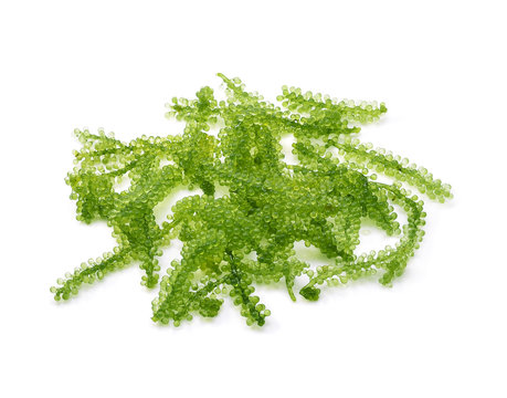 Umi-budou, grapes seaweed or green caviar isolated on white background
