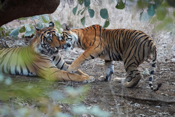 Pair of wild, mating  Bengal tigers, Panthera tigris  in its natural environment. Big tiger and...