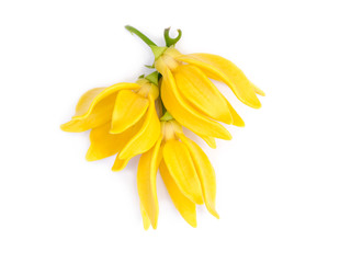 fragrant flowers of climbing ylang-ylang