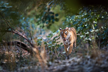 Wild Bengal tiger, Panthera tigris, walking directly at camera through dry forest partly illuminated by sun. Tiger in its natural environment. Ranthambore national park, Rajasthan, India.