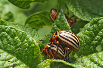 Colorado potato beetles