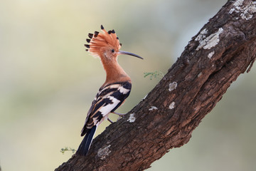 Close up, beautiful bird, African Hoopoe, Upupa epops africana, on tree trunk with erected crest...