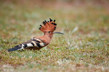 Close up, beautiful bird, African Hoopoe, Upupa epops africana on the ground with erected crest, looking for worms. African Hoopoe on the savanna. low angle view, Pilanesberg, South Africa