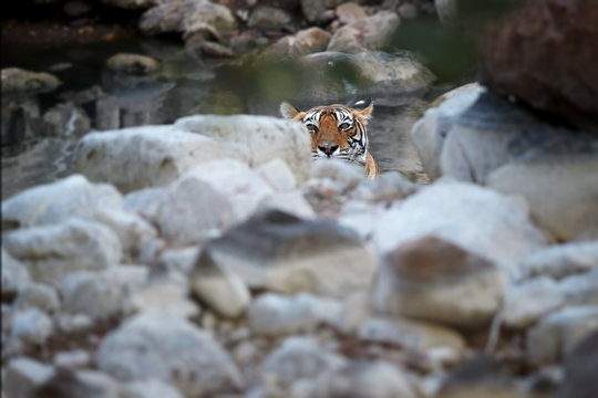 Wild Bengal tiger, Panthera tigris, having bath in natural, rocky pool, staring directly at camera. Tigress in the water. Tiger in its natural environment. Ranthambore  park, Rajasthan, India.
