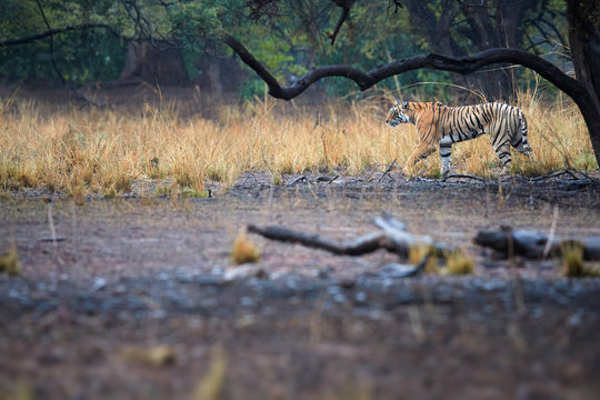 Bengal tiger, Panthera tigris, wild tigress walking in typical environment of dry forest of Ranthambore  national park, Rajasthan, India. Wild bengal tiger in the rain. Wildlife photography in india.