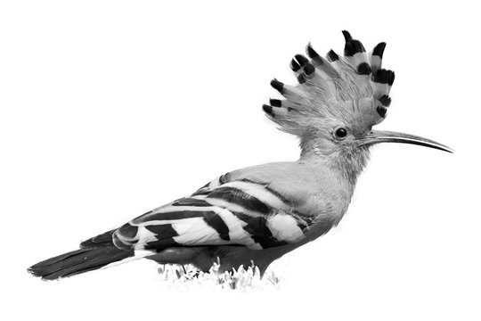 Isolated, black and white, artistic photo of bird, African Hoopoe, Upupa epops africana with erected crest against  white background. African Hoopoe on the savanna. Pilanesberg, South Africa