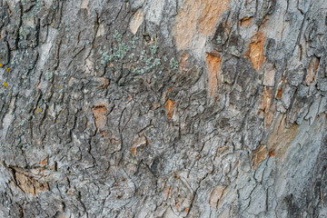 Nahaufnahme Rinde Baum mit Flechten