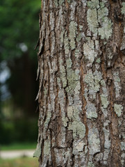 the bark of Broad Leaf Mahogany