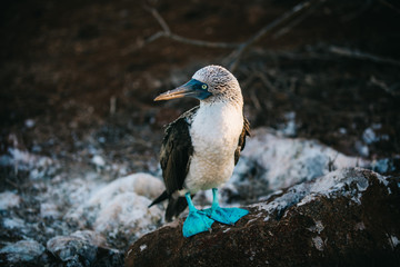 Fototapeta premium The Blue Footed Booby