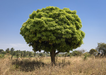 Mango Tree