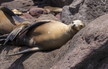 Sea Lions Isla Espiritu Santo, Sea Of Cortes, La Paz Baja California Sur. Mexico