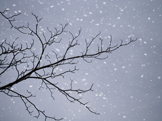 Silhouettes of branch trees in the winter.