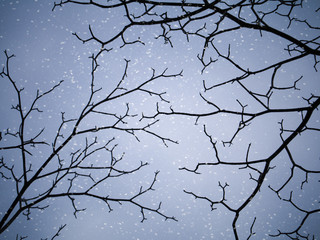 Silhouettes of branch trees in the winter.