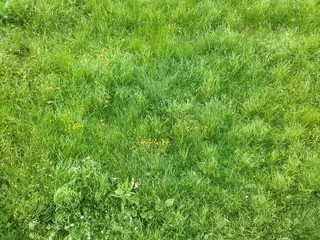 Green grass