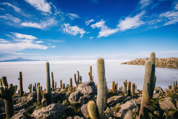 Cactus Plants in Salt Desert