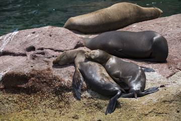 Sea Lions Isla Espiritu Santo, Sea Of Cortes, La Paz Baja California Sur. Mexico