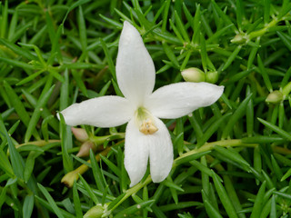Indian cork flower on the grass.