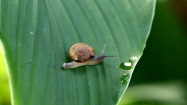 snail crawling on leaf.