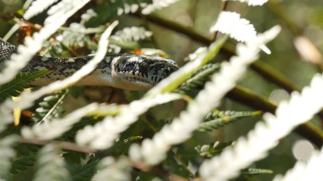 Snake reptile in rain forest Diamond Python (Morelia spilota)