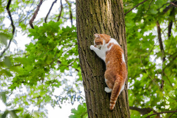 Katze klettert einen Baum hoch