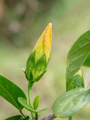 Close up of budding Yellow Hibicus mutabilis flower.