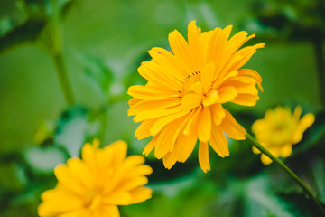 Gelbe Blüte Frühling Blumen im Garten