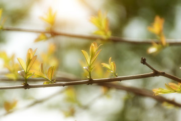 Tree branch in the spring season.