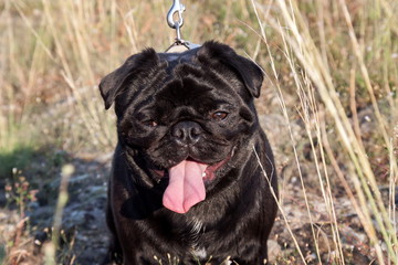 Funny pug dog on the grass