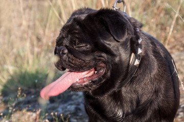 Funny pug dog on the grass