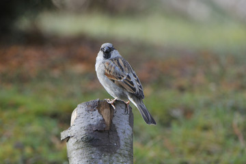 Haussperling Männchen