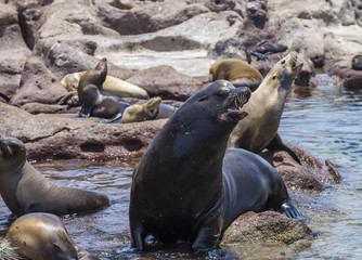 Sea Lions Isla Espiritu Santo, Sea Of Cortes, La Paz Baja California Sur. Mexico