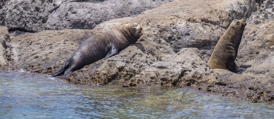 Sea Lions Isla Espiritu Santo, Sea Of Cortes, La Paz Baja California Sur. Mexico