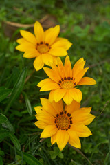 Yellow daisy flower plant with three blossoms against grass background