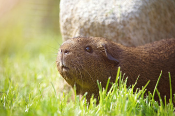 Meerschweinchen draußen (Sommer)