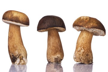 Three porcini mushrooms isolated on white background