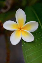 Frangipani white and yellow flower blossom