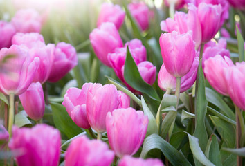 Obraz premium Pink tulip flower fields blooming in the garden