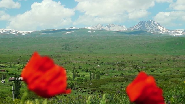Armenian mountain Aragats with blurred poppy flowers in foreground